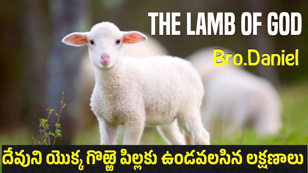 TPM Message | 2026 | Sunday Service | Lamb of God | Bro.Daniel | Telugu|English| January 25