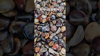 헛개나무열매 씨앗 #헛개나무열매즙 #헛개나무열매 #헛개열매 #간질환에좋은약초