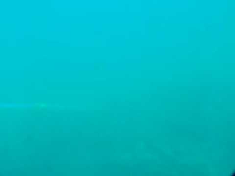 ショウガセの不気味な音　2009.10.20