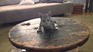 Cutest Kitten Sneak Attack