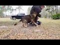 الراعي الالماني افضل كلب للحراسة والحمايةpart 2 قريبا فيديوهات مباشرة انشاء الله 