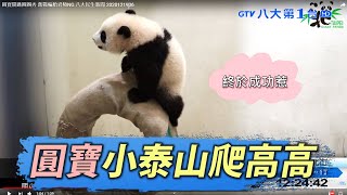 圓寶開跳圈圈秀 奮戰輪胎君頻NG 八大民生新聞 2020121906