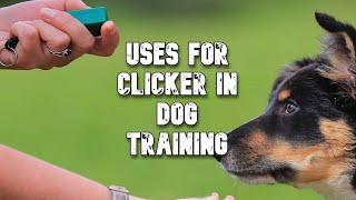 Uses for Clicker in Dog Training
