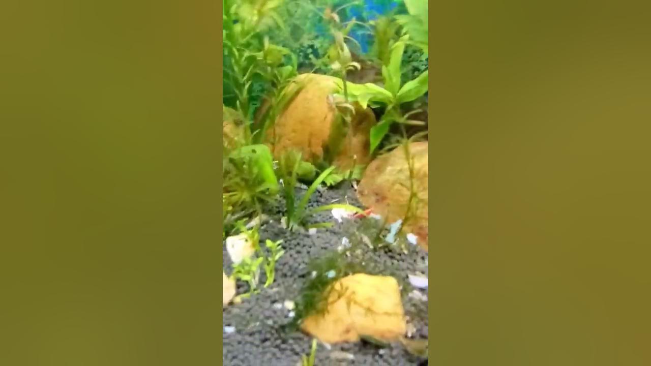 DIY CO2 using yeast and sugar technique via ISTA 3 IN ONE DIFFUSER for planted tank/aquarium