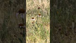 Echinacea angustifolia (Narrow-leaved Purple Coneflower) near Quetone overlook, WMWR 6/4/26