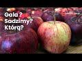 1 pytanie - 6 odpowiedzi. Co z tą Galą?