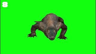 Komodo dragon free green screen  video  | animals green screen@Taposhigreenscreenfreevideos
