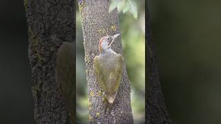 El Pito Real Ibérico, un PÁJARO CARPINTERO VERDE  🐥 #shorts #animales #aves #wildlife