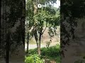 זעקות שבר בזמן הבריחה: אזרחים רצים במעלה ההר כששיטפון עז מגיע למקום