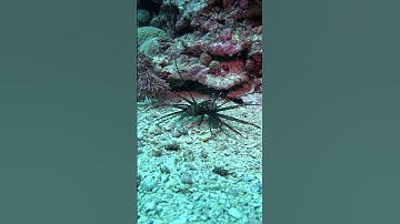 “Mesmerizing Coral Reefs + Soothing Tune | Nature Visuals #tune #scenery #shorts #song