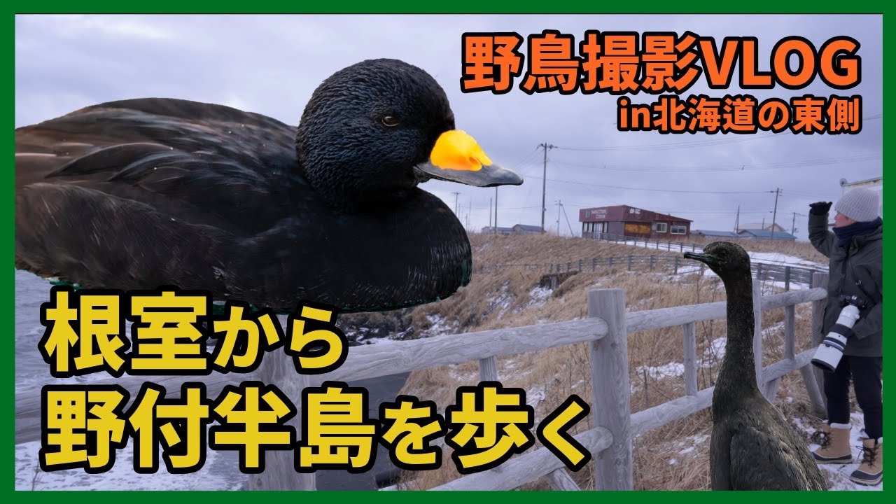 野鳥撮影Vlog 「食と笑み 野鳥溢れる 最東端」北海道根室・野付半島を歩く、照月旅館に宿泊、 オジロワシ、クロガモ、ヒメウ、アザラシ、ラッコ Birding in Japan