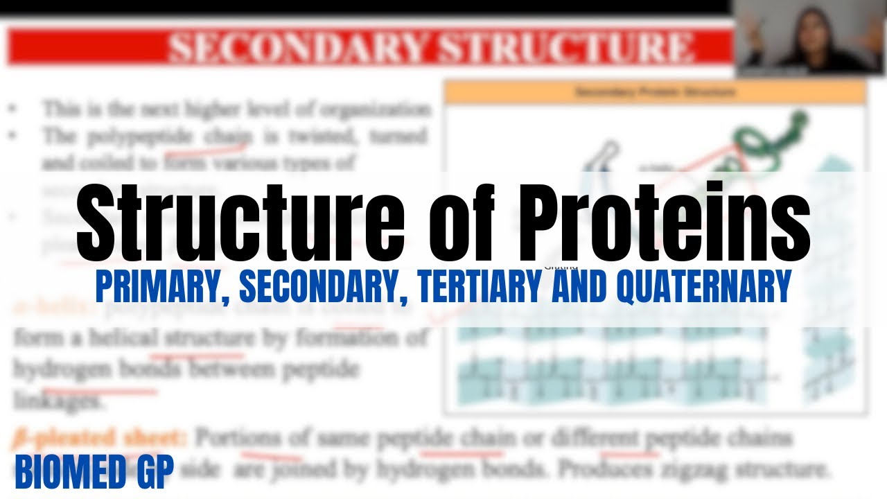 Primary Secondary Tertiary Quaternary Structure Of Protein Ppt