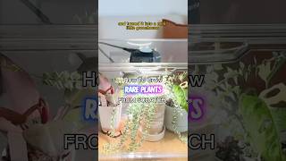 How to grow RARE PLANTS FROM SCRATCH! #shorts #tissueculture #plants #houseplants #indoorplants #diy