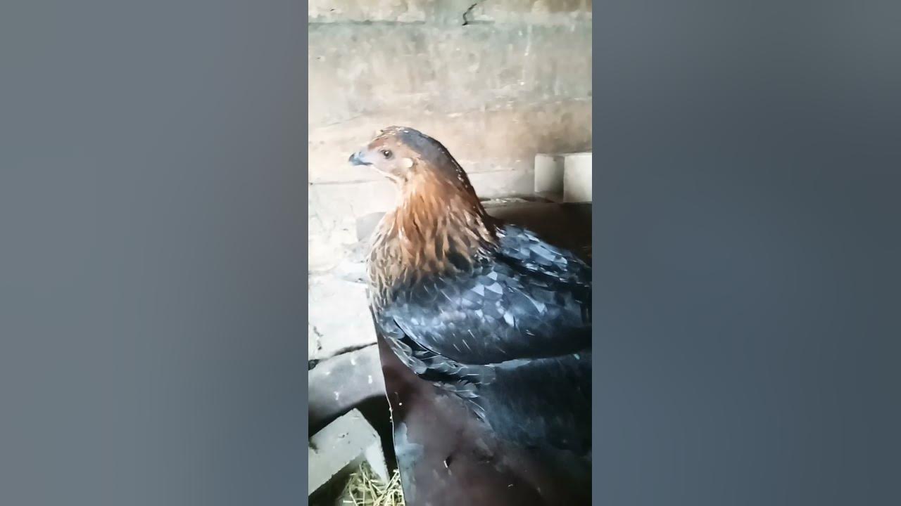 Чорна курка Пета 🐔 - YouTube