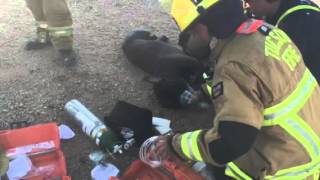 Tucson firefighters save dog from fire