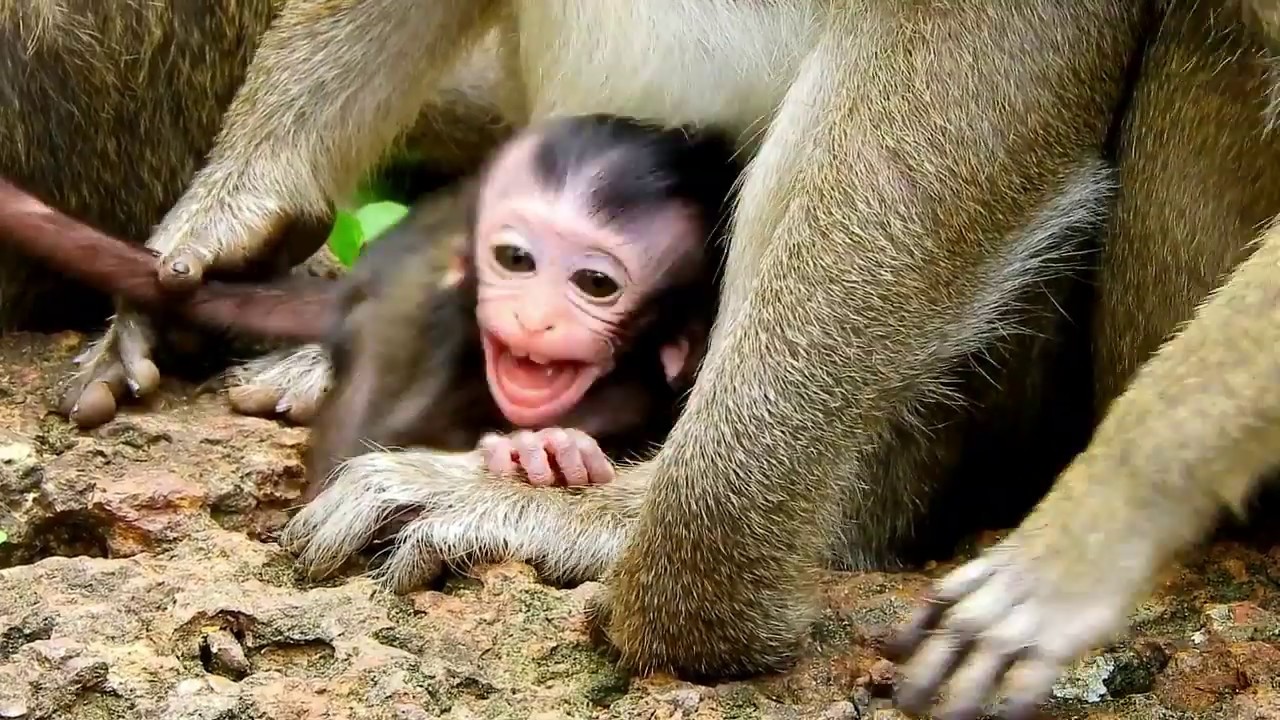 Full cries... 14 minute that Dolly&Dee Dee pluck pulling -Drag -Choke Daniela