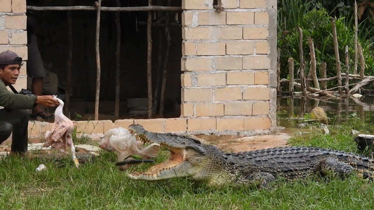 Buaya tuti dan buaya sinta muncul lagi setelah hampir 2 tahum menghilang