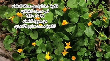تلاوة  مختارة من صلاة العشاء في مسجد القبلتين ٢٩-١١-١٤٤٠ من سورة النساء الشيخ محمد سليم الأحمدي