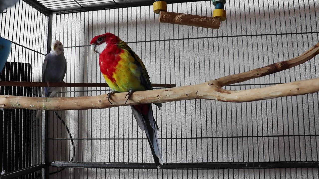 Parrot Coco is back (Rosella Papagei)