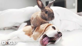 Dogs with the Most Surprising Best Friends! | DOGS+ by DOGS+ by Rocky Kanaka 1,873 views 2 years ago 8 minutes, 40 seconds