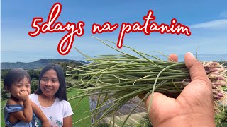 EP130  5days na patanim Kinulang pa rin ang Punla