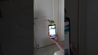 Yanıyom Bir Sivaslı Uğruna Inda Ş In