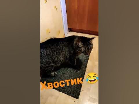 Хвостик котика .🙀🐱 #shorts - YouTube