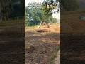 धान की कटाई ⚡👳🌾🌾#dhan #chaval #viralvideo #agriculture #likecmntshare