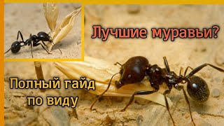 Messor structor/muticus. Степные муравьи жнецы. Жизнь в природе и содержание дома. Энциклопедия