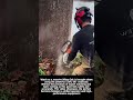 Cutting Down Trees with STIHL Ms 500i #worker #process #treework #nature #tools