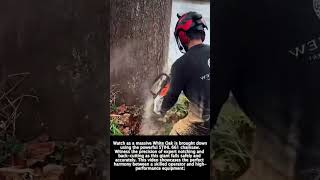 Cutting Down Trees with STIHL Ms 500i #worker #process #treework #nature #tools