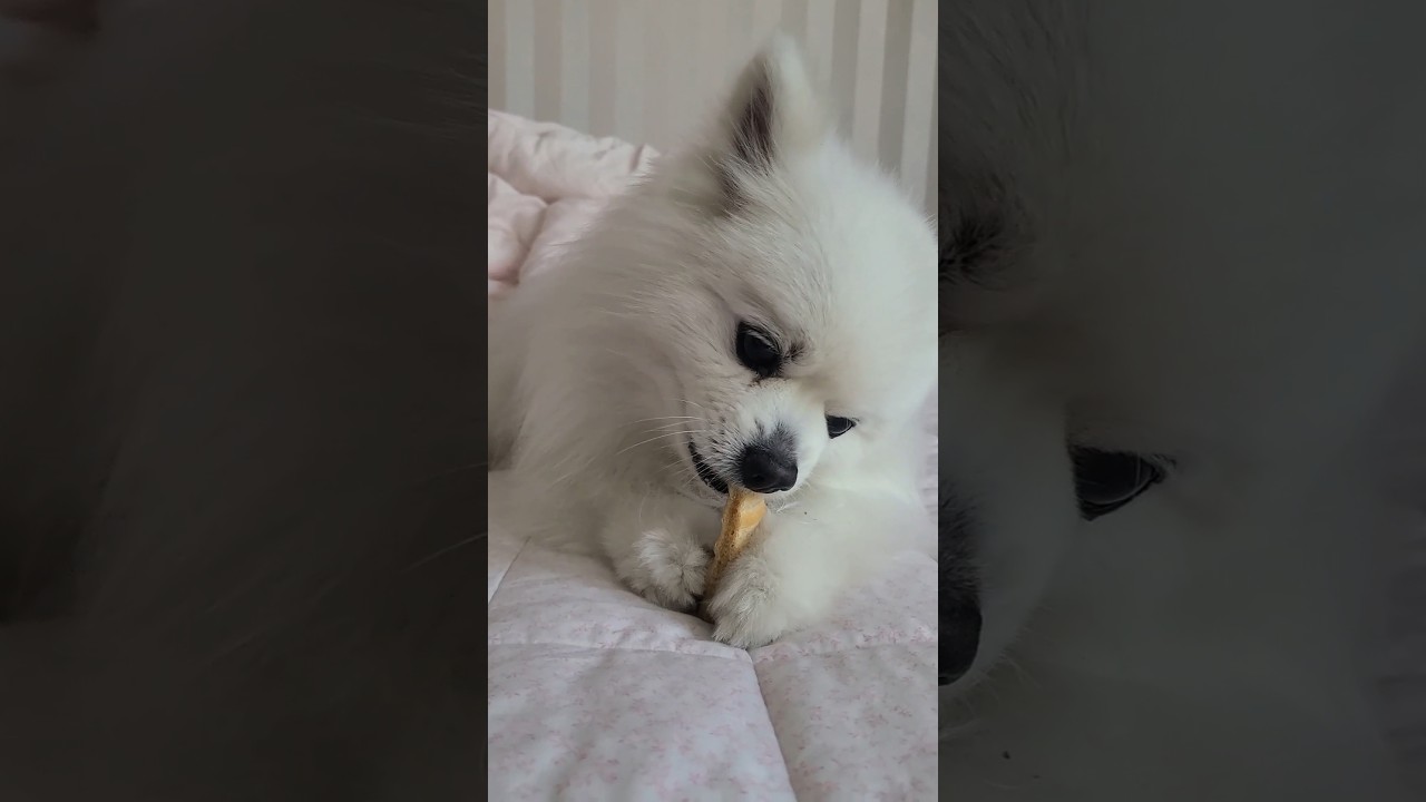 아따 마시따~♡ #dog