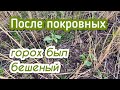 Покровные культуры в условиях короткого вегетационного периода