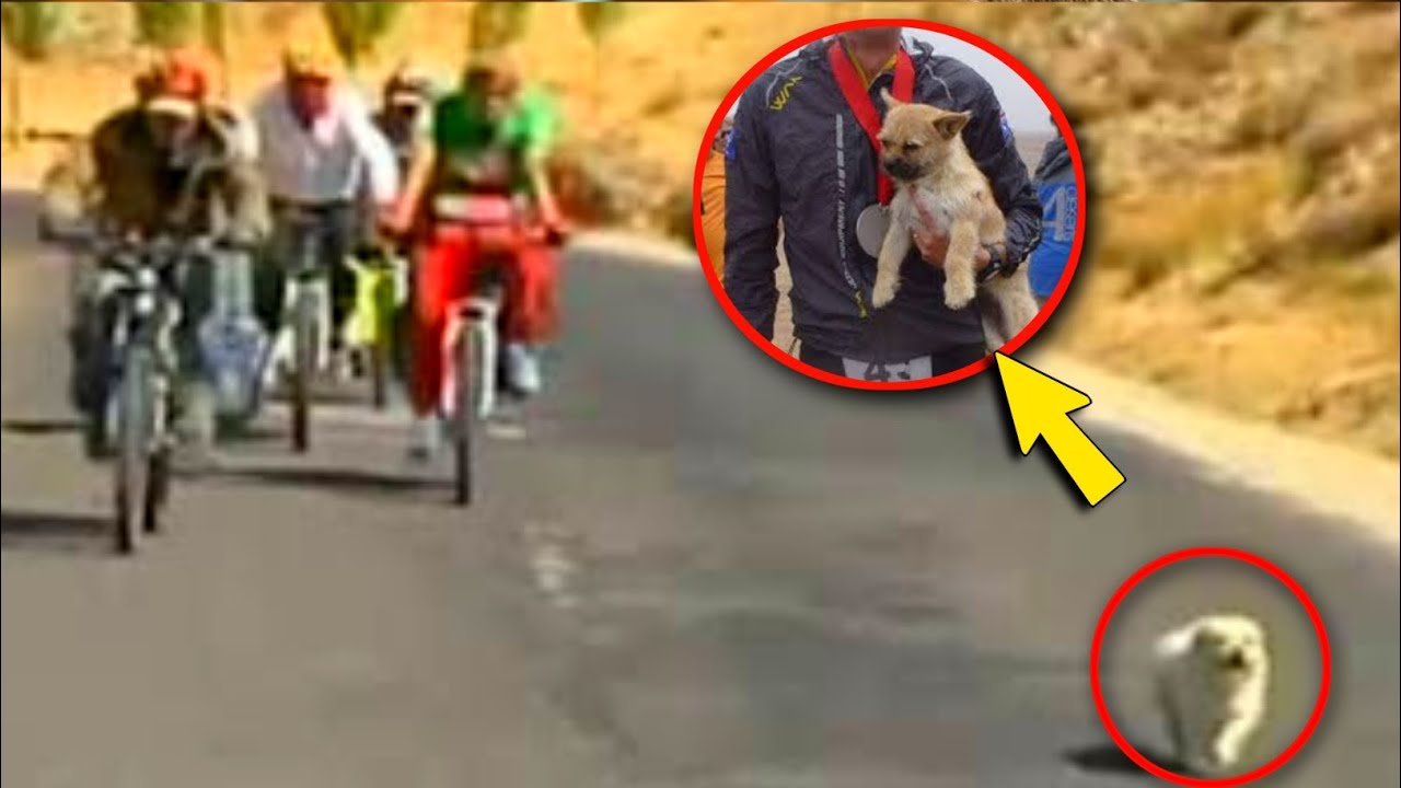 Stray Dog Joins 1,000-Mile Cycling Race and Wins a Forever Home at the ...