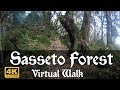 Virtual Walk Through The Enchanting Sasseto Forest in 4K