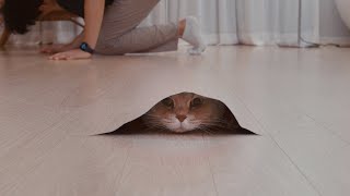 Harry Potter Invisibility Cloak for Cat