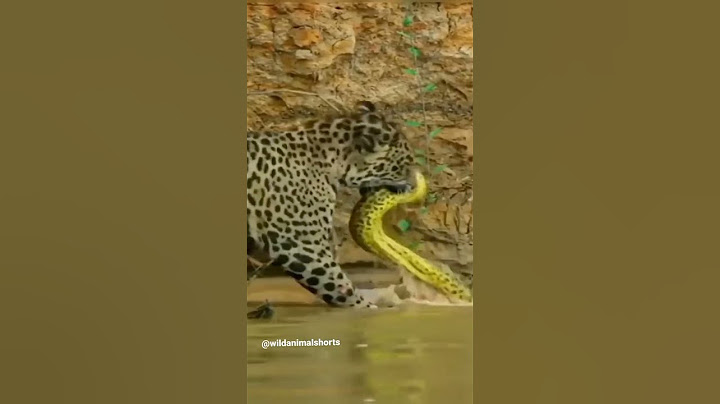 Jaguar attack on python  #krugernatinalpark #krugersightings #jaguar#python #wildanimalshorts