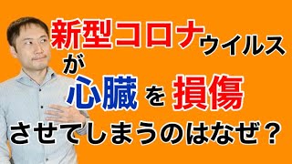 新型コロナが心臓を損傷させてしまう仕のはなぜ？最新論文を解説します。【栄養チャンネル信長】