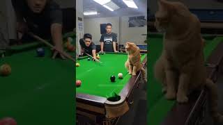 Real friends don't watch you struggle 🐾🤣