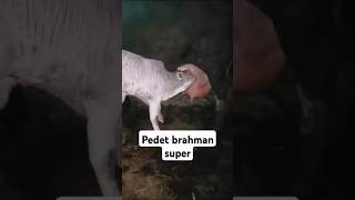 Sapi Induk Pegon susunya Kimplah Kimplah jualkarpetsapimurah sapi karpetsapi cow