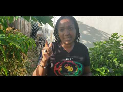 Female Papaya Tree Experiment Final Results