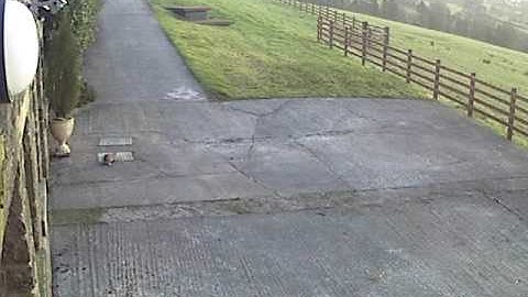 iP eye HV live footage of nature