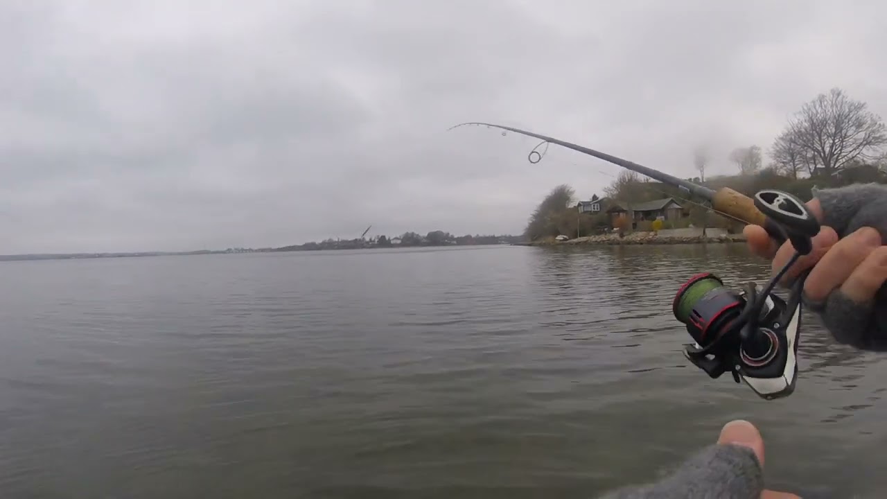 Horsens fjord når den er bedst 🎣