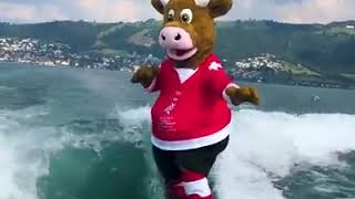 Талисман ЧМ-2020 в Швейцарии | Корова Кули | Гоняет по волнам на доске