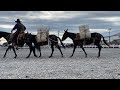 Horse Progress Days 2021 Mules  Parade of breeds