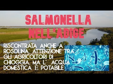 Video: Rovigo, Salmonella həyəcanı: meyvə və tərəvəzlərin suvarılması qadağandır