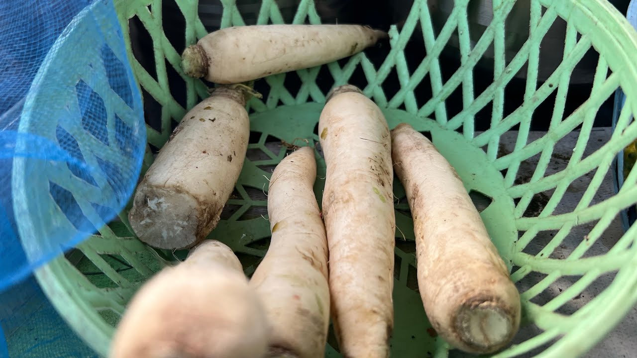 Radish Juice making Road Side in Hyderabad Mullangi Juice Healthy