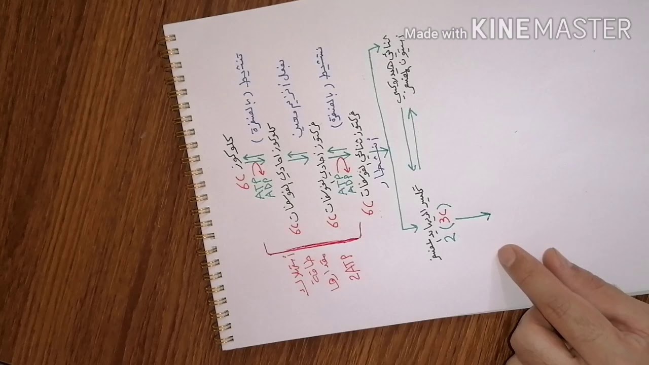 مخطط(( عمليةالتحلل السكري))