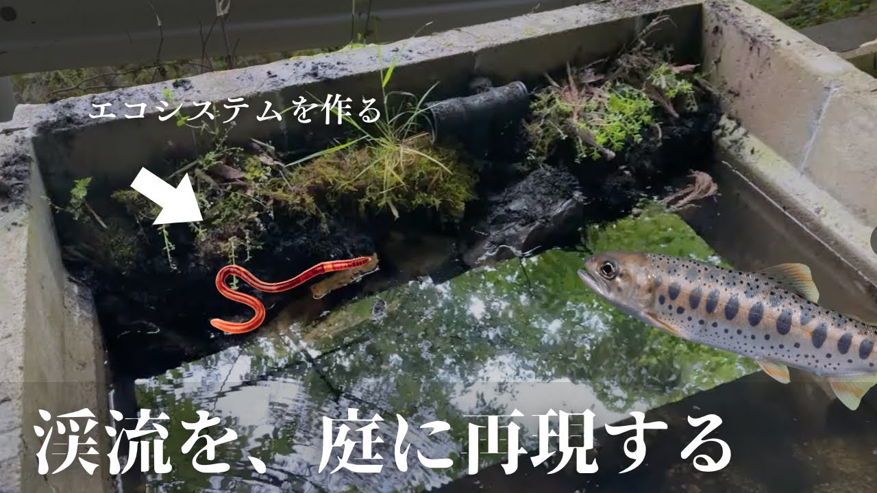 渓流を庭に再現してみた。陸地を作ってエサ代を0円にしたい。