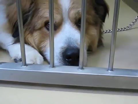 旭川市動物愛護センター あにまある 里親募集中 Youtube